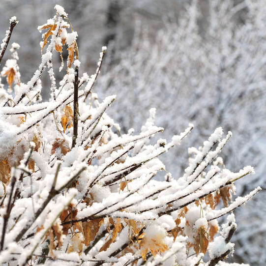 Snow  branches, photo by Tim Ravenscroft, Wyndlestraw Designs
