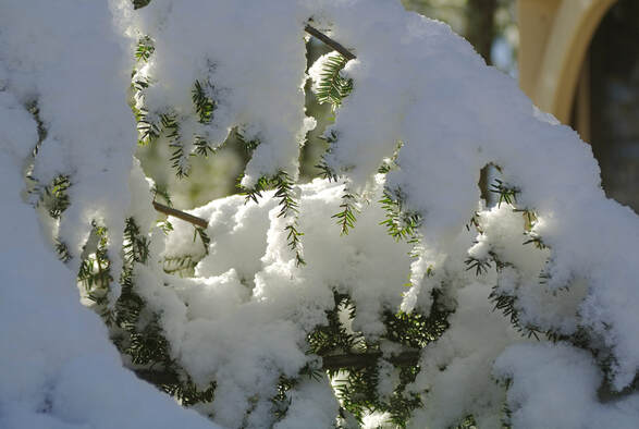 Sunshine and snow, Massachusetts, Photo by Tim Ravenscroft, Wyndlestraw Designs