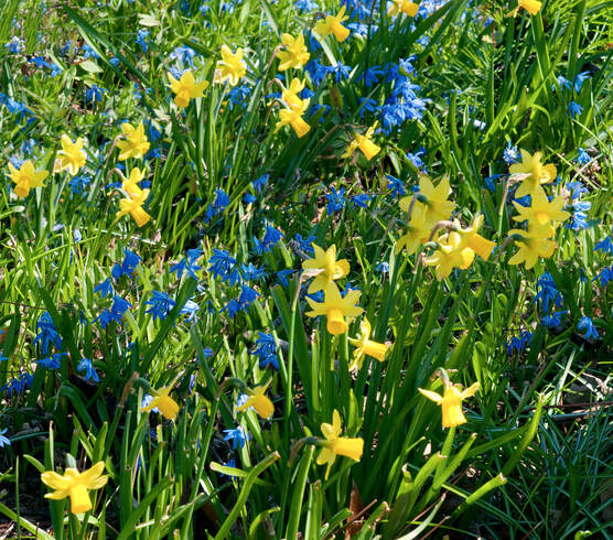 Daffodils & Spring flowers, photo by Tim Ravenscroft, Wyndlestraw Designs