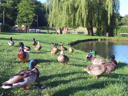 Ducks by pond, Chalfont St Giles, photo for blogpost by Moira Ravenscroft, Wyndlestraw Designs
