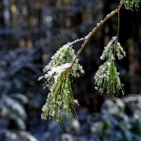 Snowy branch, MA, photo by Tim Ravenscroft, Wyndlestraw Designs