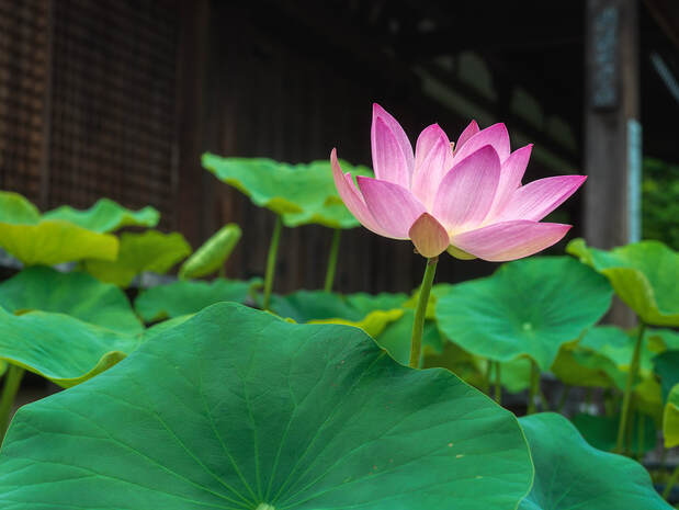 Lotus flower, Hokongo-in, Kyoto - Photo by Tim Ravenscroft, Wyndlestraw Designs