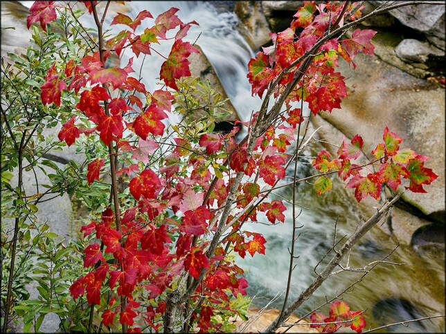 White Mountains Red Leaves, photo by Tim Ravenscroft, Wyndlestraw Designs