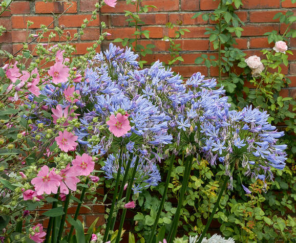 Flowers, Chartwell gardens, Kent - photo by Tim Ravenscroft, Wyndlestraw Designs