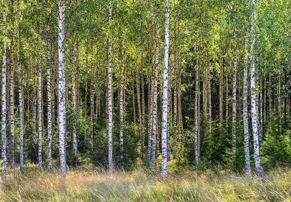 Eskilstuna woodland, Photo by Tim Ravenscroft, Wyndlestraw Designs