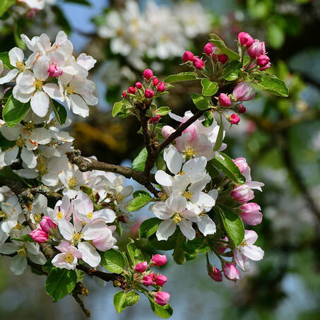 Apple blossom, WikiCommons photo in blogpost by Moira Ravenscroft, Wyndlestraw Designs