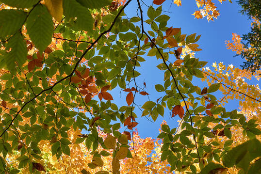 Autumn colour, photo by Tim Ravenscroft, Wyndlestraw Designs