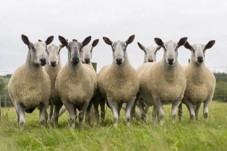 BFL Sheep, photo for blogpost by Moira Ravenscroft, Wyndlestraw Designs