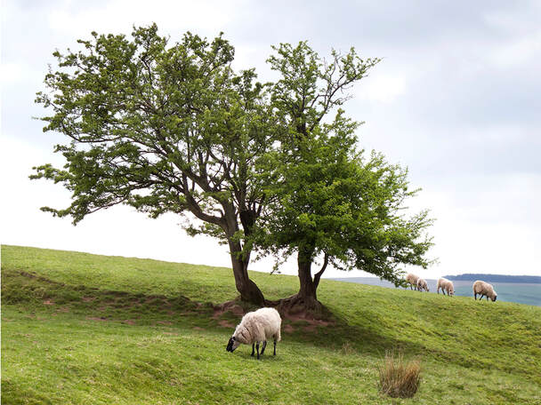 Sheep in the Brecon Beacons, Photo by Tim Ravenscroft for blogpost by Moira Ravenscroft, Wyndlestraw Designs
