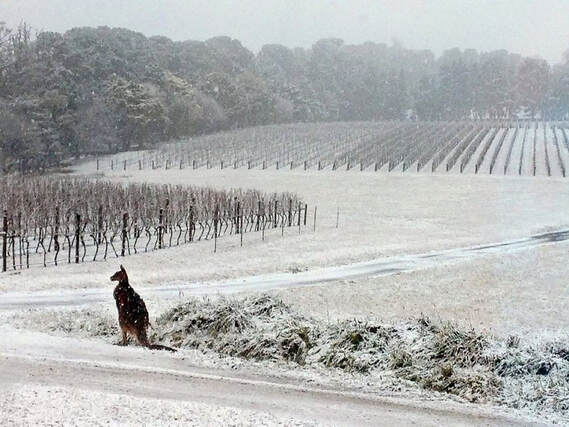 Kangaroo in the snow, photo in blogpost by Moira Ravenscroft, Wyndlestraw Designs