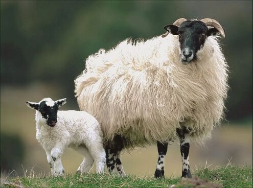 Photo of sheep for blogpost by Moira Ravenscroft, Wyndlestraw Designs