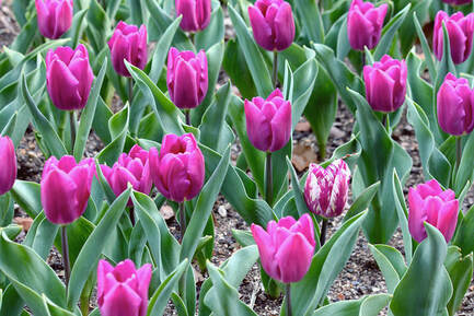 Pink tulips at the Botanical Gardens, Kyoto - photo by Moira Ravenscroft, Wyndlestraw Designs