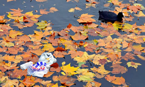 Plastic bag and duck, photo by The Guardian, Blogpost by Moira Ravenscroft, Wyndlestraw Designs