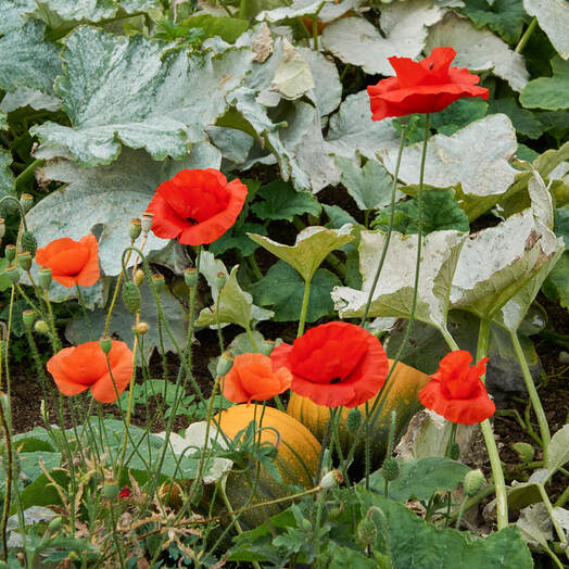 Poppies & Pumpkins, Chartwell, Kent, Photo by Tim Ravenscroft, Wyndlestraw Designs