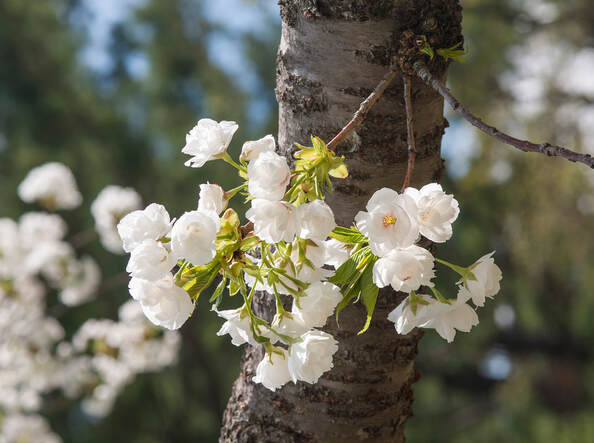 Spring Blossom, photo by Tim Ravenscroft, Wyndlestraw Designs