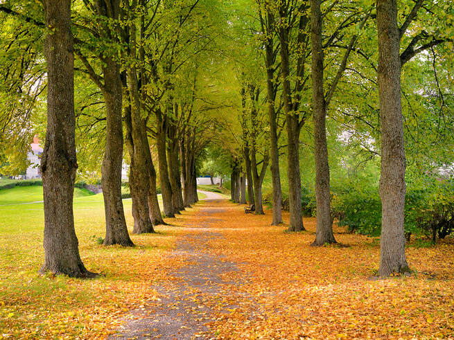 Autumn Leaves, Sundbyholm, photo by Tim Ravenscroft, Wyndlestraw Designs