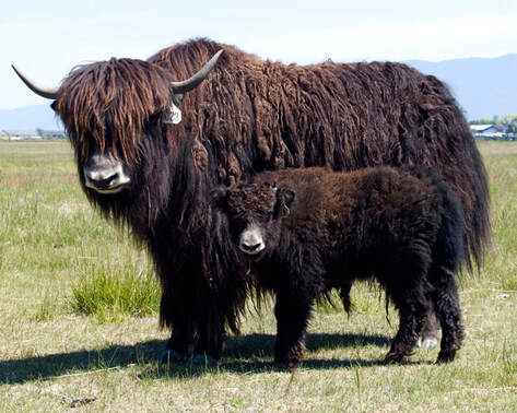 Yak cow and calf, photo in blogpost by Moira Ravenscroft, Wyndlestraw Designs